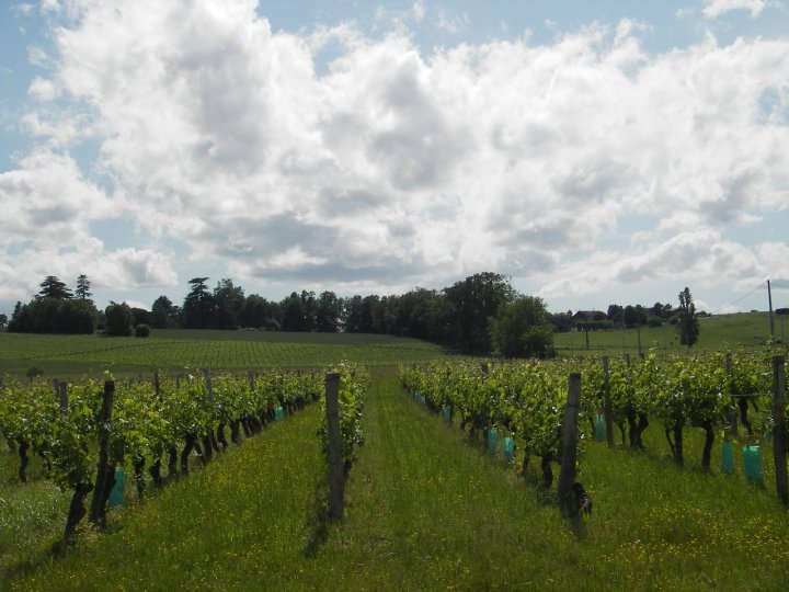 domaine Gîtes domaine viticole prés de Marmande